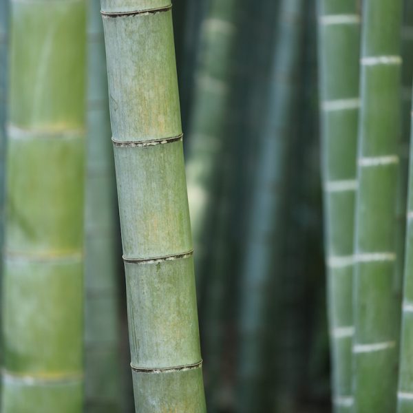 kazuend Bamboo